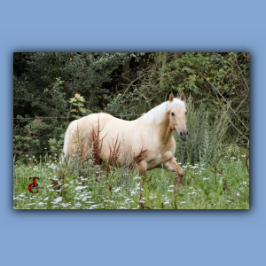Dandy 031.jpg